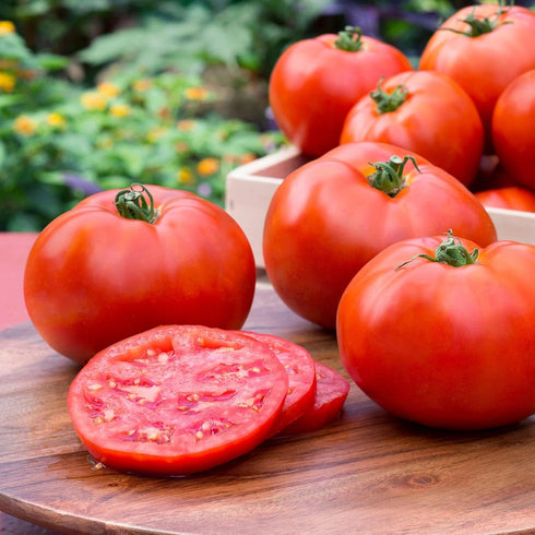 3 6 Pack Bonnie Plants Better Boy Tomato Plug, Live Plant, for Burgers, Salsa, and Sauces, Full Sun, Cubic in.