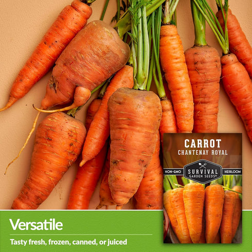 (2 Packs) Royal Chantenay Carrot Seeds for Planting Heirloom Short Carrots for Heavy Soil Sweet, Tender Roots for Fall
