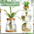 6 3 Beeveer Pcs Plants Propagation Station Separated Desktop Plant Terrarium with Wood Lid and Stand, Sizes Glass