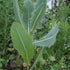 Packet 50 Palm Beach Medicinal Herbs - Wild Lettuce (Lactuca virosa) - of Seeds