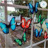 Butterfly Window Clings (36 pcs) - Large Decals for Glass, Blue, Red, Orange, Teal, Decorative, Reusable, Indoor Use