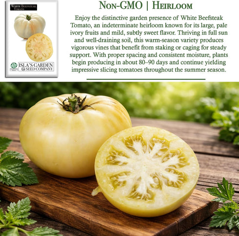 50+ 8090 White Beefsteak Tomato Seeds (Solanum lycopersicum) Heirloom Non-GMO Seeds by Islas Garden Seeds, Large Pale