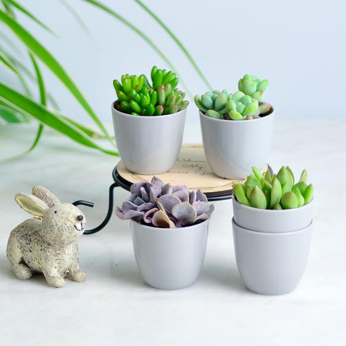 Youngever 24 Pack 5CM Mini Plastic Planters, Indoor Flower Pots, Grey Gardening Pot with Drainage - NO Plant Included