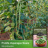 3 Packets Asparagus Yard Long Bean Seeds for Planting with Instructions to Grow Yardlong Pole Beans in Your Home