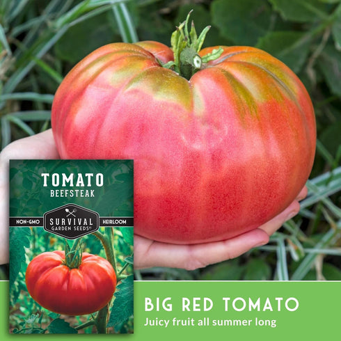(1 Pack) Beefsteak Tomato Seeds for Planting Heirloom Indeterminate Tomatoes Large Red Fruit with Classic Flavor High