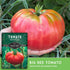 (1 Pack) Beefsteak Tomato Seeds for Planting Heirloom Indeterminate Tomatoes Large Red Fruit with Classic Flavor High