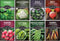 Fall & Winter Vegetable Seed Collection 8 Packs of Non-GMO Heirloom Seeds
