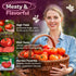 350 Packets SVI Determinate Beefsteak Tomato Seeds (Solanum lycoperscium) Beefsteak Tomatoes Seed Beef Steak Tomatoes
