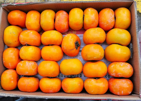 Persimmon 10+ Count 2026 TomorrowSeeds - Japanese Tree Seeds - - for Planting Diospyros Kaki Fuyu Hachiya Asian Chinese