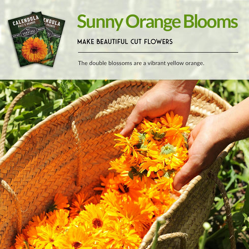 (1 Pack) Balls Orange Calendula Seeds for Planting Medicinal Herb & Edible Flower with Bright Orange Blooms Heirloom