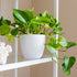 Youngever 8 Pack 5.5 Inch Plastic Planters, White Indoor Flower Plant Pots with Drainage for All House Plants