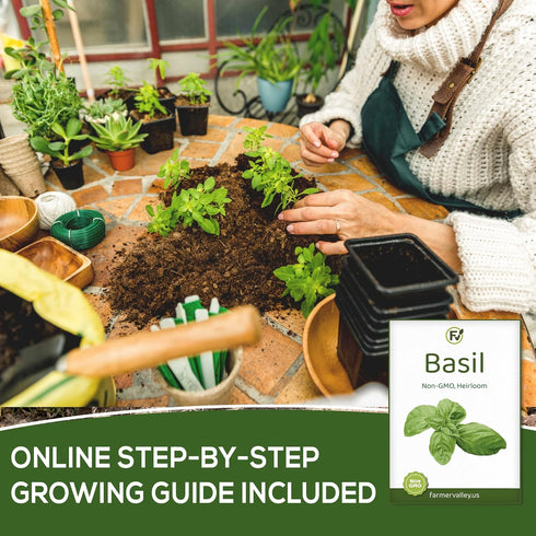 Pack 550+ Basil Seeds for Planting Home Garden Herbs - Individual of Heirloom Seeds, Suitable for Outdoors, Indoors