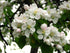 3 Golden Delicious Apple Tree - Grow Fresh Fruit - Live Plant Shipped Feet Tall by DAS Farms