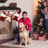 Skylety 2 Pieces Pet Christmas Stockings, Buffalo Plaid Burlap, 15 Inch Large Fish Shaped Bow for Xmas Tree