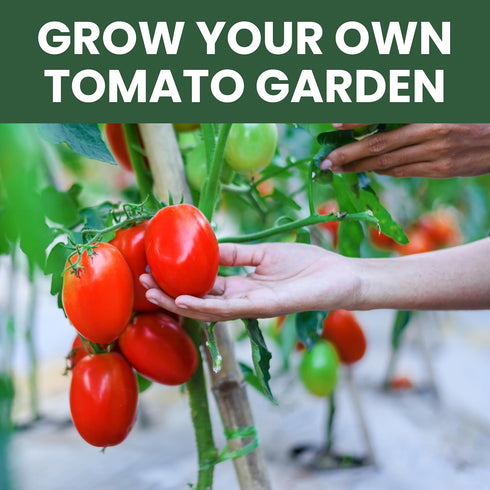 10 Packs 2026 Tomato Seeds | Individual | Season | Non-GMO | Roma, Brandywine, Cherry & More! | for Planting Indoor