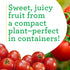 3 6-Pack Bonnie Plants Husky Red Cherry Tomato Plugs, Live Plants, Ideal for Containers, Raised Beds, and In-Ground