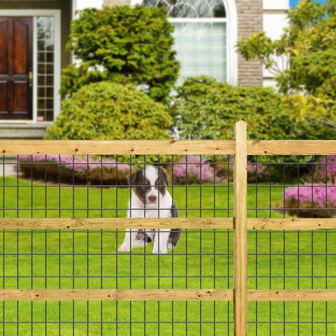 2 inch 3 inch 36inch 25ft 16 Amagabeli Black Coated Welded Wire Fence x x Gauge Garden Fence Chicken Wire Fencing Roll