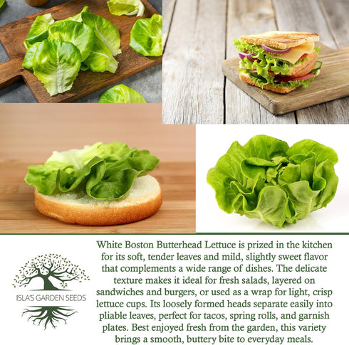 1000+ White Boston Butterhead Lettuce Seeds (Lactuca Sativa) Heirloom Non-GMO Seeds by Islas Garden Seeds, Tender
