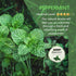 MYARO 12 Packs Peppermint Potpourri Bags, Long-Lasting Drawer Fresheners and Closet Sachets for Home Fragrance