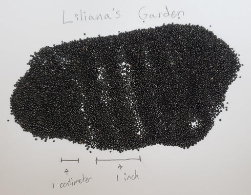 Liliana's Garden Green Leaf Amaranth Seeds Mild Chinese Spinach aka Xian Cai Amaranthus mangostanus Lu Hsien | Never