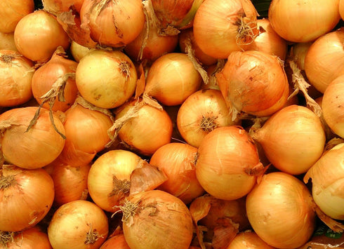 1015Y 200+ Count 2026 TomorrowSeeds - Texas SuperSweet Onion Seeds - - for Planting Official Texas State Vegetable