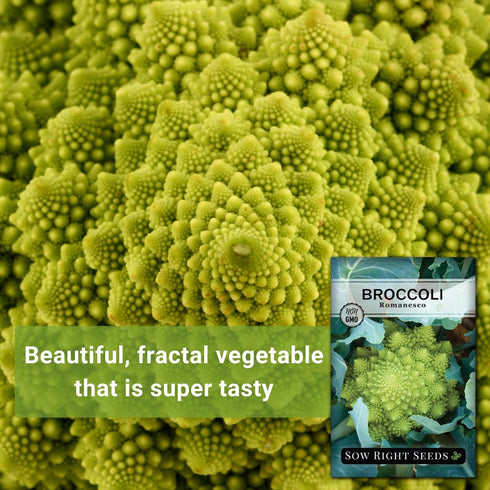 Packet (2) Sow Right Seeds - Romanesco Broccoli Seeds for Planting - Non-GMO Heirloom with Instructions to Plant an