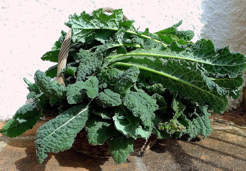 94% Gaea's Blessing Seeds - Lacinato Kale Seeds - Non-GMO Seeds with Easy to Follow Planting Instructions - Open