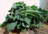 94% Gaea's Blessing Seeds - Lacinato Kale Seeds - Non-GMO Seeds with Easy to Follow Planting Instructions - Open