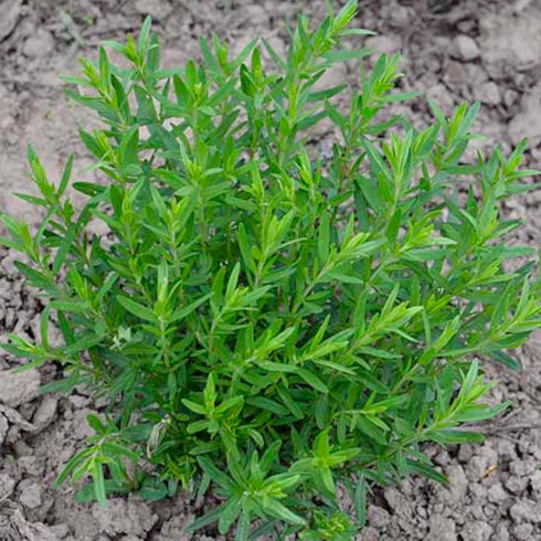 (1 Pack) Seed Needs Hyssop Seeds for Planting Blue Hyssop Herbs - Non-GMO Heirloom & Untreated Hyssopus officinalis