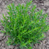 (1 Pack) Seed Needs Hyssop Seeds for Planting Blue Hyssop Herbs - Non-GMO Heirloom & Untreated Hyssopus officinalis