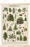 Tevxj Vintage Tree Poster Plant Wall Art Prints, Rustic Style Arboretum Wall Hanging Illustrative Reference Chart for