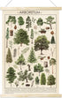 Tevxj Vintage Tree Poster Plant Wall Art Prints, Rustic Style Arboretum Wall Hanging Illustrative Reference Chart for