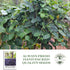 50+ Royal Burgundy Bush Bean Seeds (Phaseolus vulgaris) Non-GMO Heirloom Seeds, Deep Purple Snap Beans for Planting