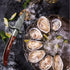 Oyster Shucker, 2 Set Oyster Shucking Knife Tool Kit, Stainless Steel Knives with Wooden Handle and Gloves for Clam