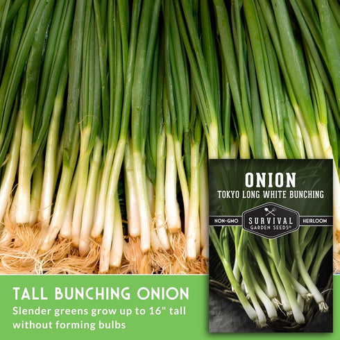 (1 Pack) Tokyo Long White Bunching Onion Seeds for Planting Fast-Growing Japanese Negi Green Onion with Tender White