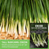 (1 Pack) Tokyo Long White Bunching Onion Seeds for Planting Fast-Growing Japanese Negi Green Onion with Tender White