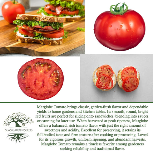 500+ Marglobe Tomato Seeds (Solanum lycopersicum) Non-GMO & Heirloom Seeds by Islas Garden Seeds, Classic Red Variety