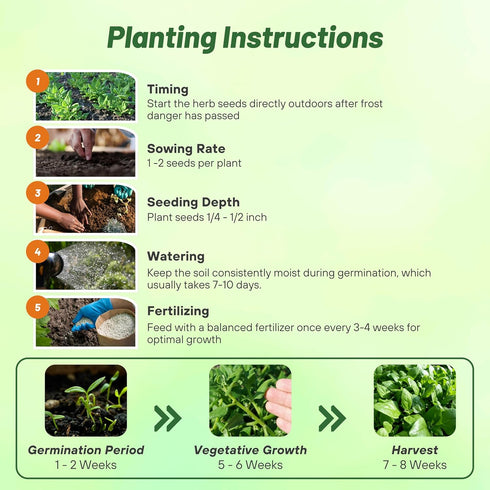 200 Outsidepride New Zealand Spinach Seeds - Pcs. Annual, Humid & Heat-Tolerant, Nutrient-Rich Herb Seeds for Planting