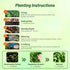 200 Outsidepride New Zealand Spinach Seeds - Pcs. Annual, Humid & Heat-Tolerant, Nutrient-Rich Herb Seeds for Planting