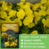 Common (1 Pack) Evening Primrose Seeds for Planting - Biennial Native Wildflower, Night-Blooming with Yellow Flowers