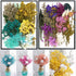 Vignee Real Dried Pressed Leaf Flowers, Colorful Daisies for Craft Resin Jewelry Making Art Craft DIY (Blue & Purple)