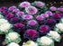 NIKA SEEDS 50-100 Seeds Vegetable Flowering Kale Mix (Ornamental Cabbage) Large Leaf - Seeds