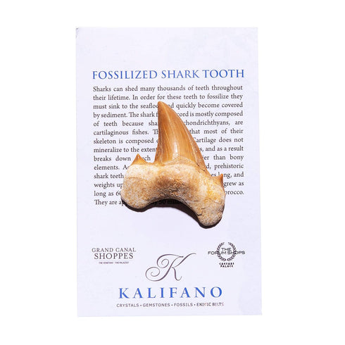 KALIFANO Authentic Fossilized Prehistoric Shark Teeth from Morocco - Shark Tooth for Fossil Collections and Education
