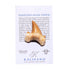 KALIFANO Authentic Fossilized Prehistoric Shark Teeth from Morocco - Shark Tooth for Fossil Collections and Education