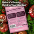 125 Packets SVI Cherokee Purple Tomato Seeds (Solanum lycopersicum) Purple Cherokee Tomato Seed Heirloom Tomatoes