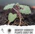 (1 Pack) Seed Needs Catmint Seeds for Planting an Indoor/Outdoor Herb Garden - Non-GMO Heirloom & Untreated Herbal