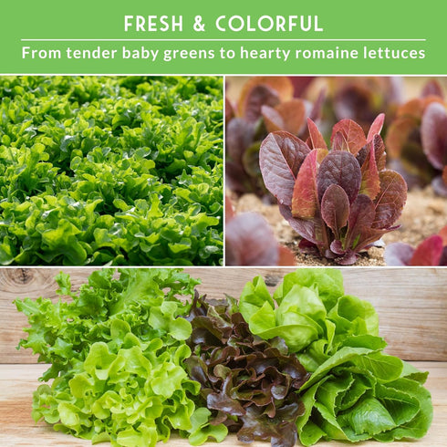 10 Lettuce Seeds for Planting | Heirloom Lettuces Buttercrunch, Romaine, Iceberg, Oakleaf, Simpson, Salad Bowl, Lolla