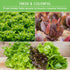 10 Lettuce Seeds for Planting | Heirloom Lettuces Buttercrunch, Romaine, Iceberg, Oakleaf, Simpson, Salad Bowl, Lolla