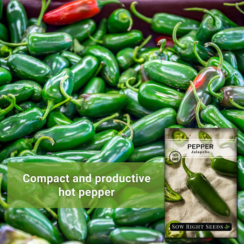 Packet (3) Sow Right Seeds - Jalapeno Pepper Seed for Planting - Non-GMO Heirloom with Instructions to Plant an Outdoor