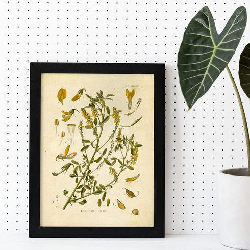 Ink Inc. Botanical Prints Wall Art, Medicinal Plants and Herbs, Set of 9, 5x7 Inches, Unframed